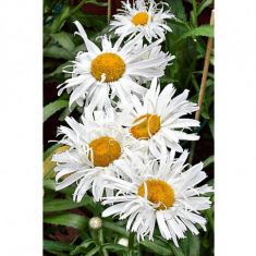 Des images de diff�rentes plantes